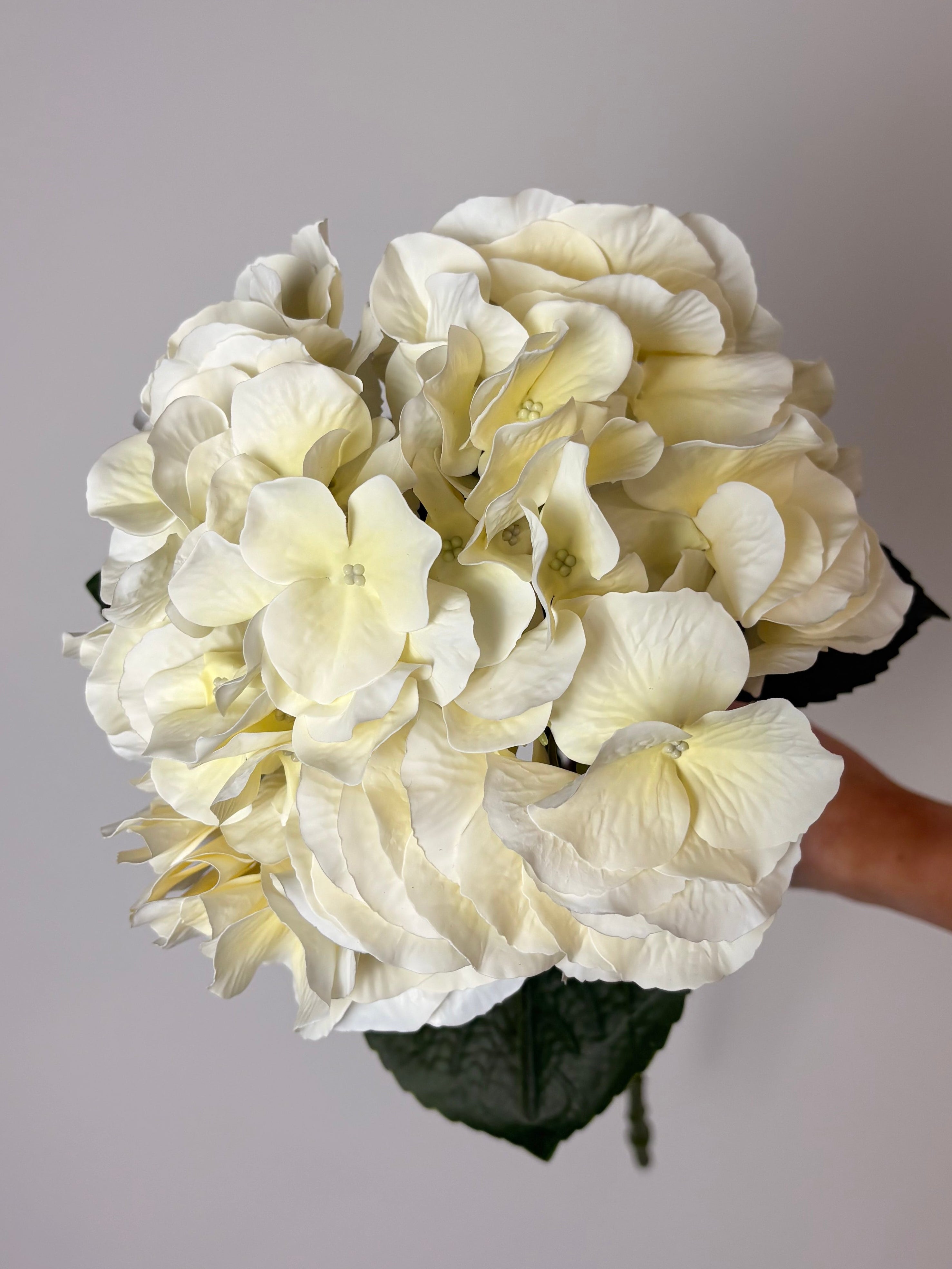 Deluxe hortensia creme