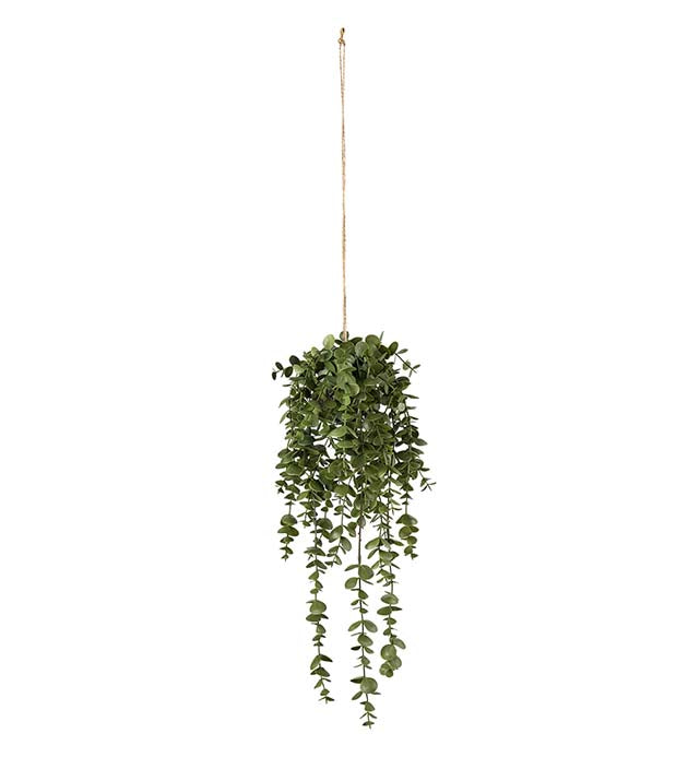 Dischidia 45 cm