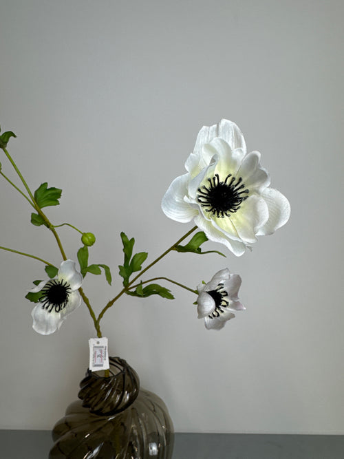 Anemone hvid