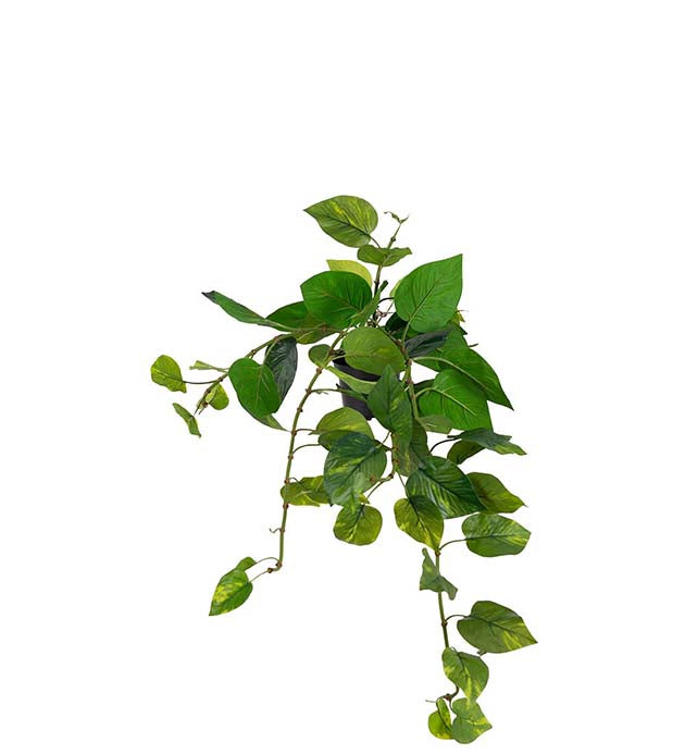 Gullranka 25 cm
