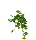 Gullranka 25 cm