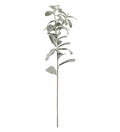 Salviakvist 60 cm