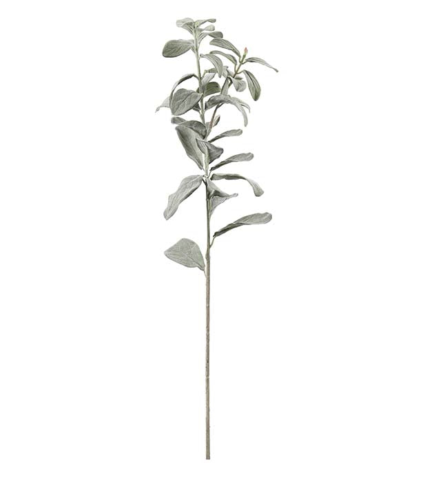 Salviakvist 60 cm