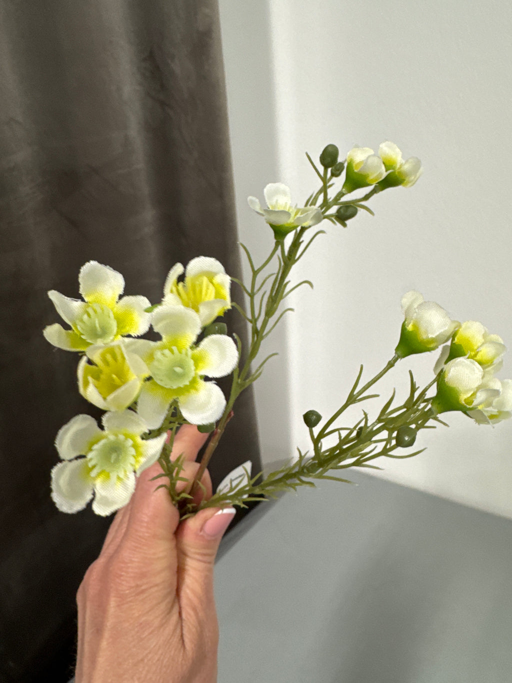 Voksblomst hvid/gul