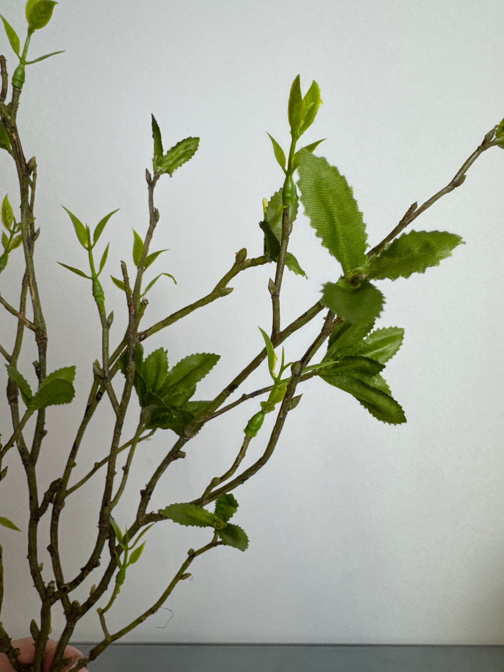 Grene med udsprunget blade