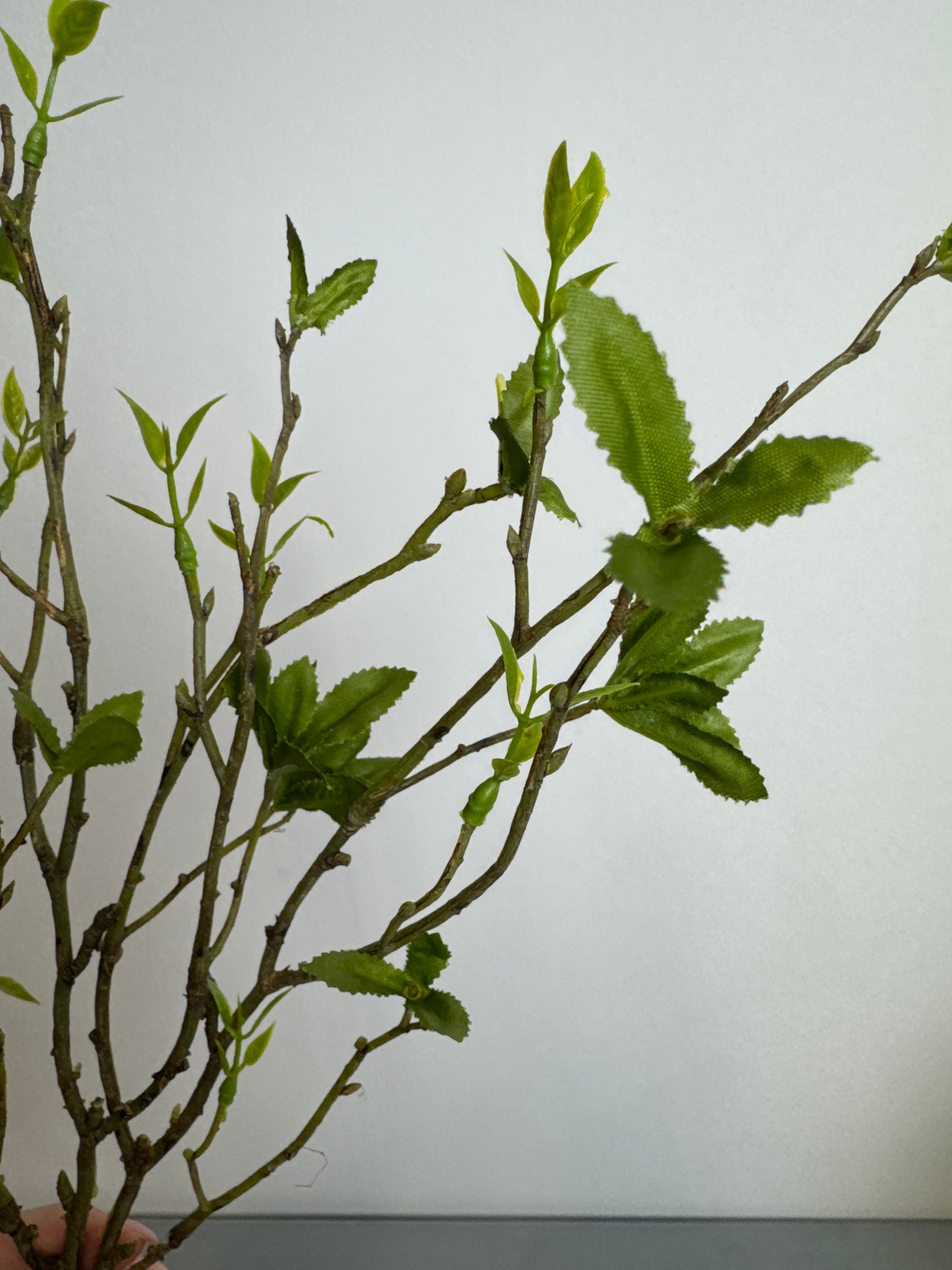 Grene med udsprunget blade