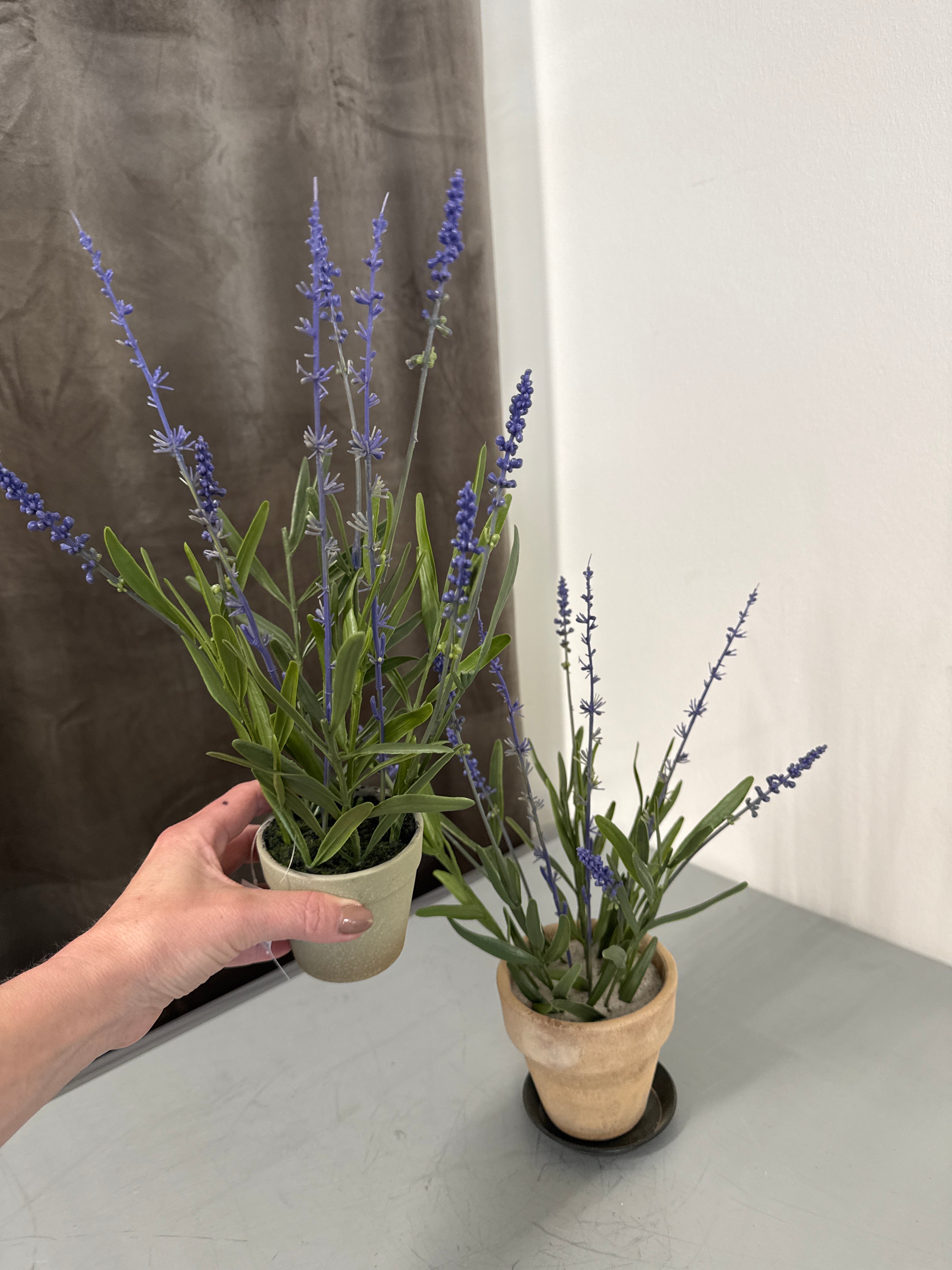 Lavendel i plastik potte
