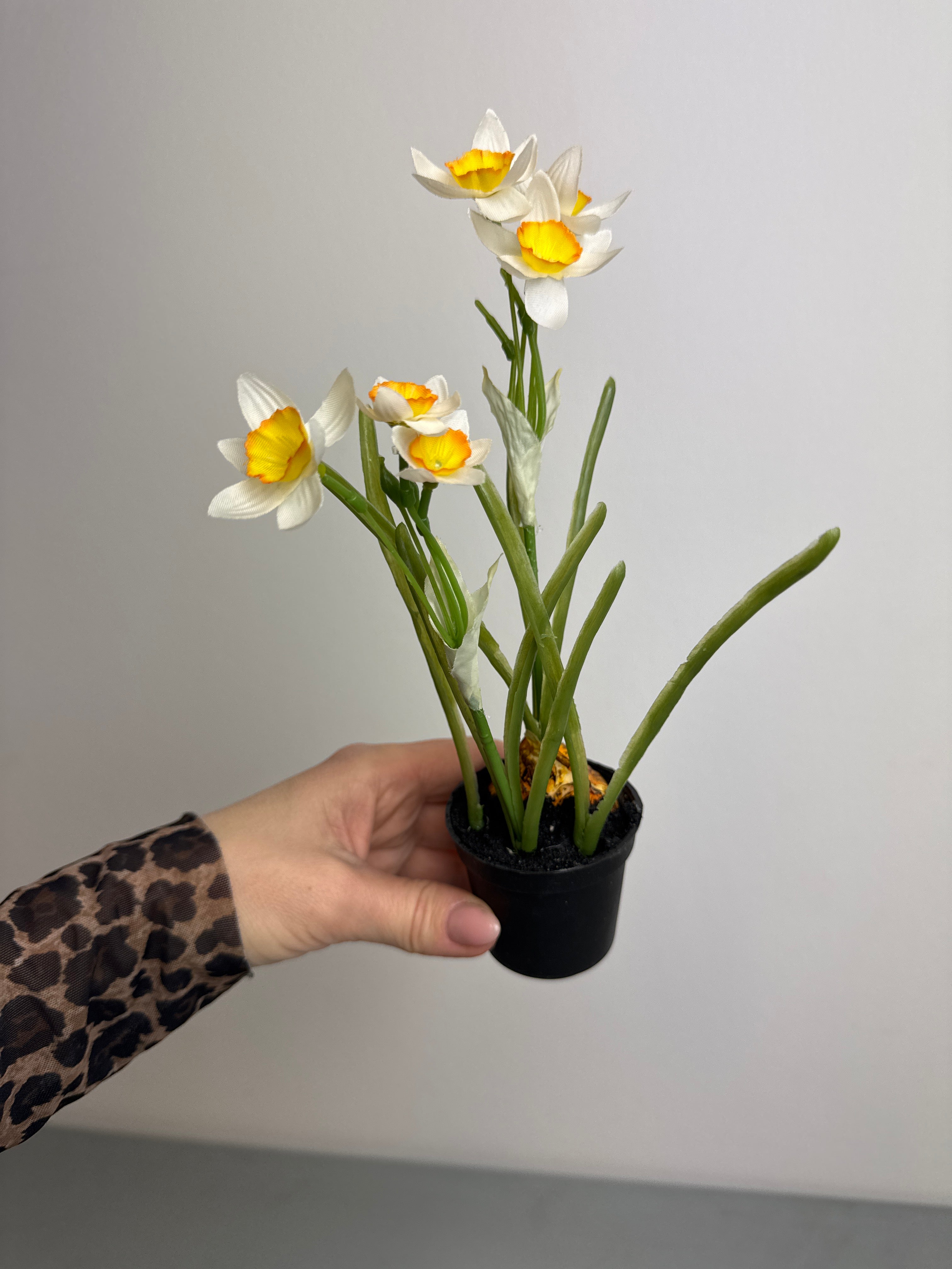 Påskelilje med løg i potte hvid