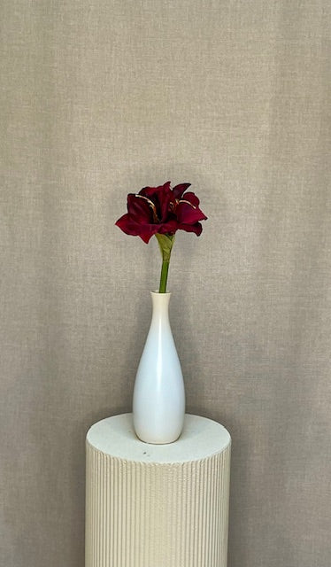 Amaryllis Bordeaux h 50 cm
