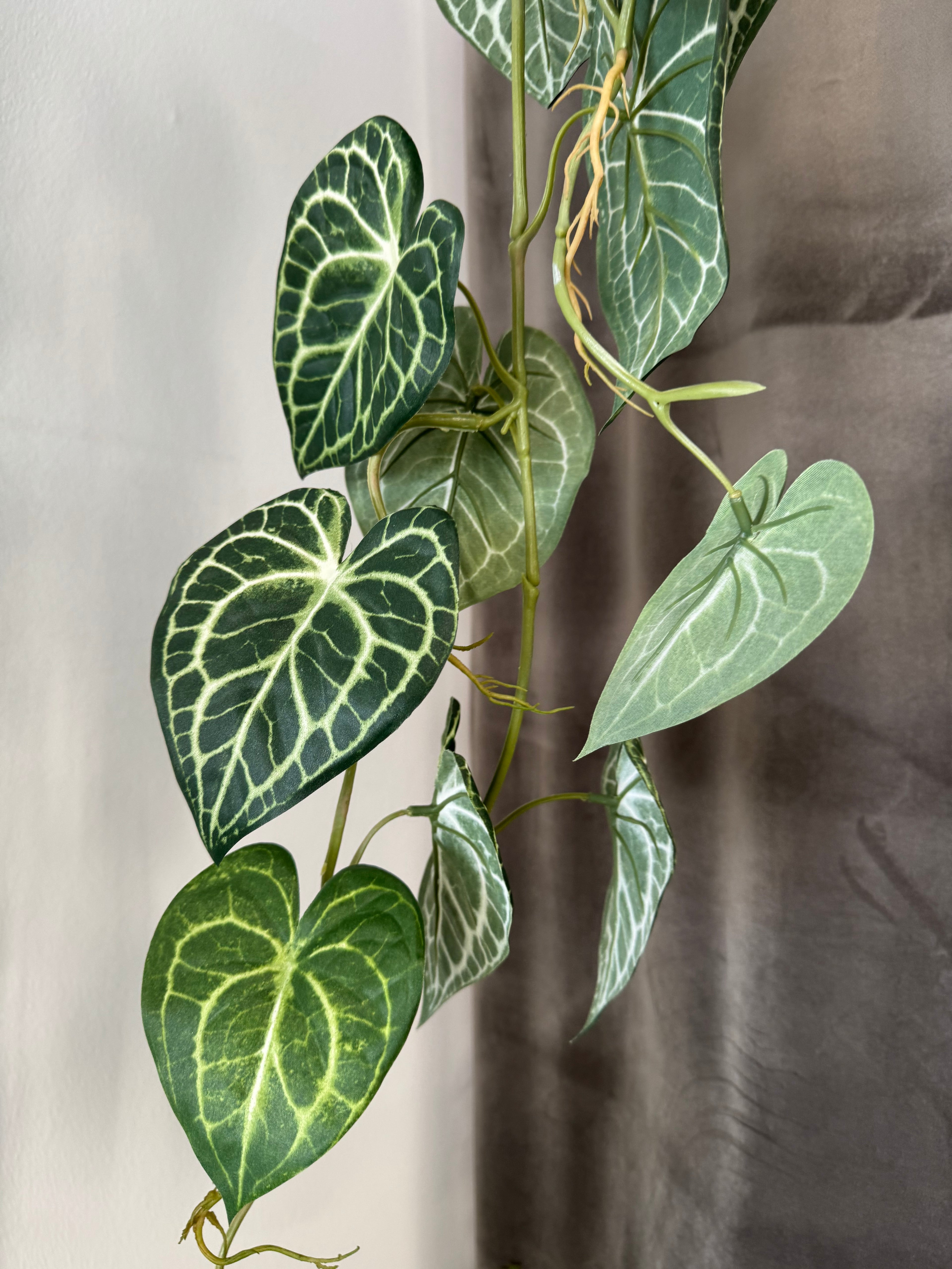 Anthurium ranke L 110 cm