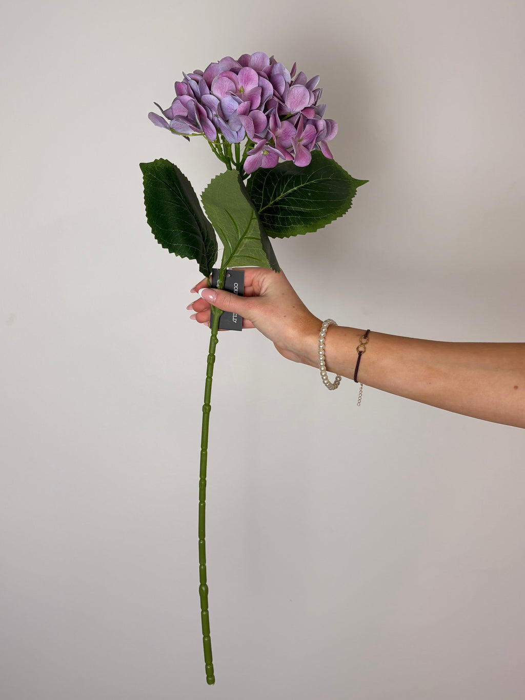 Hortensia lilla