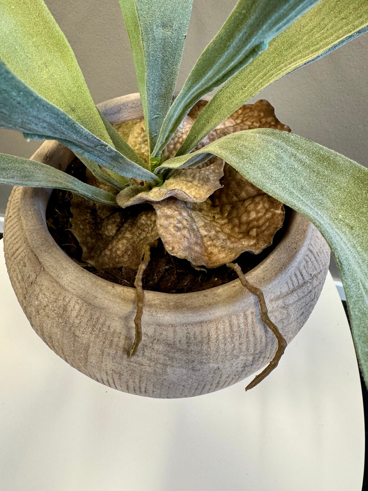Älghornsbräken 30 cm