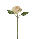 Sedum 37 cm rosa