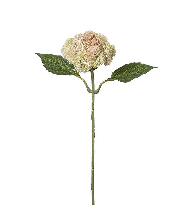 Sedum 37 cm rosa