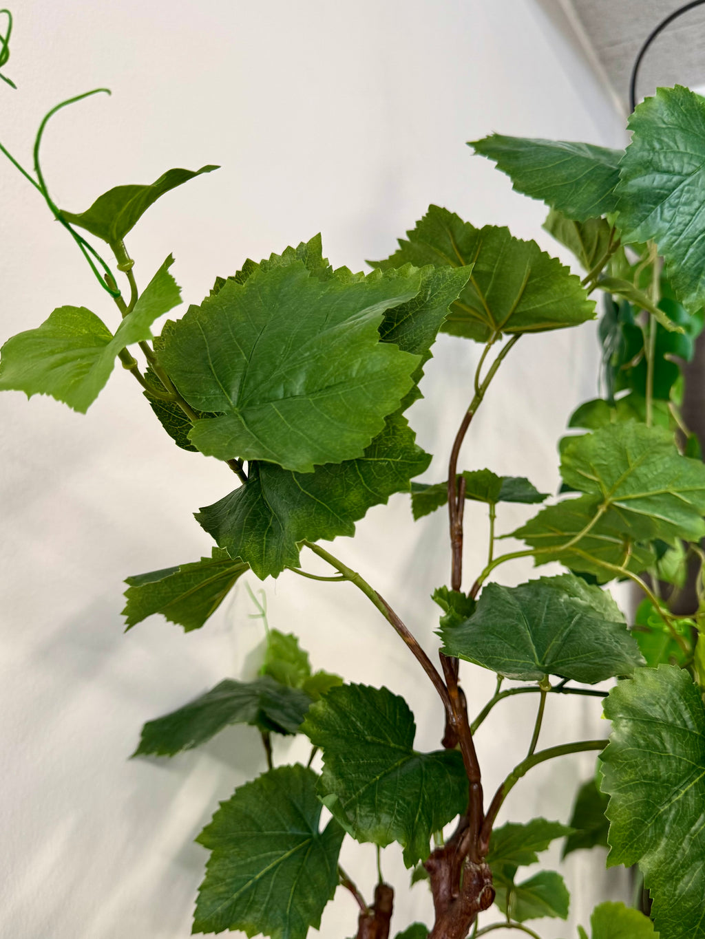 Vinstok plante 90 cm