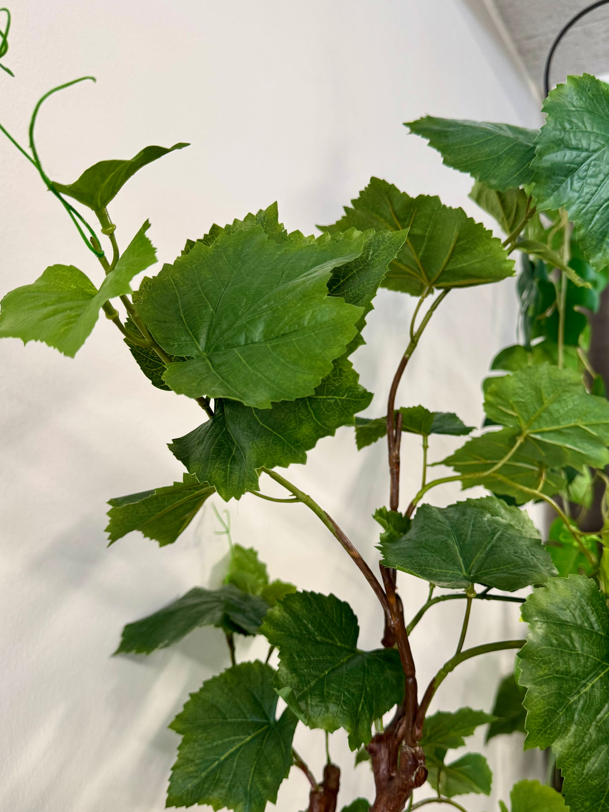 Vinstok plante 90 cm