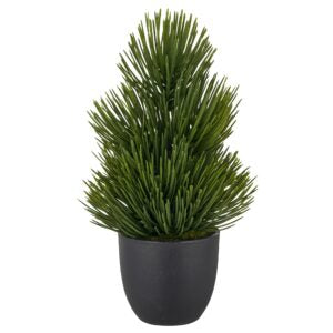 Fyrretræ i potte. H 25 cm