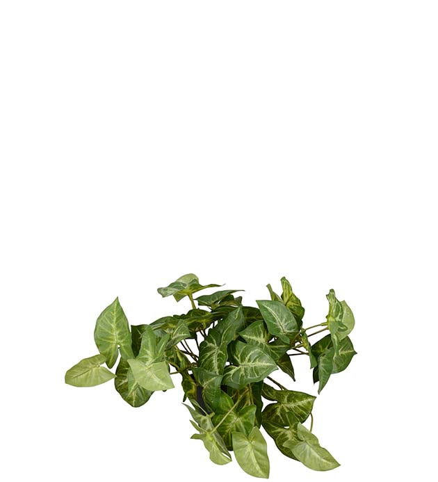 Gåsfot 19 cm