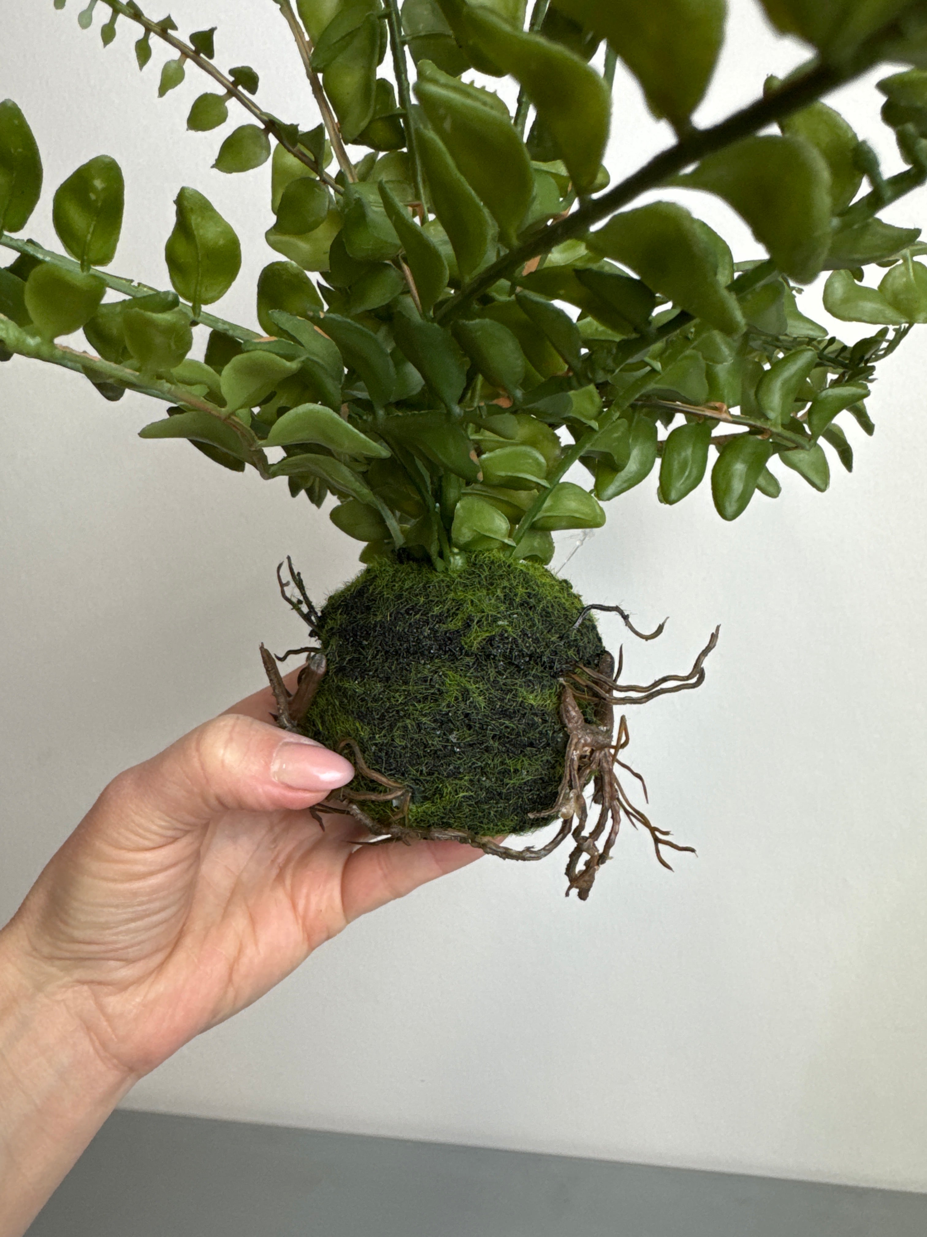 Bregne med rod 43 cm