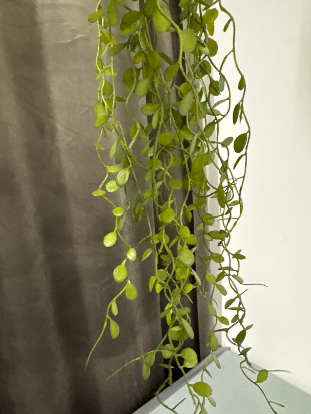 Hænge plante. Pletter
