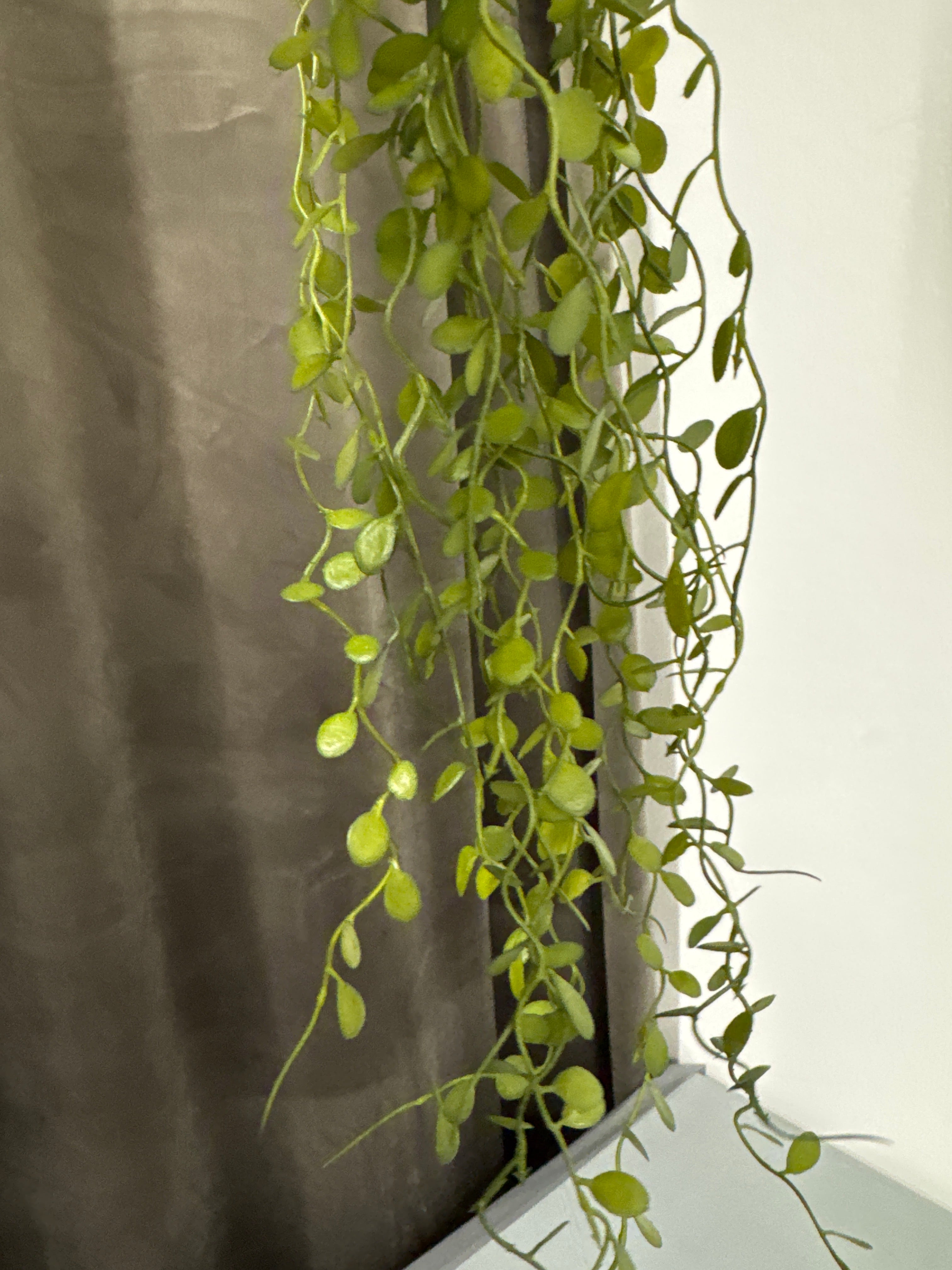 Hænge plante. Pletter