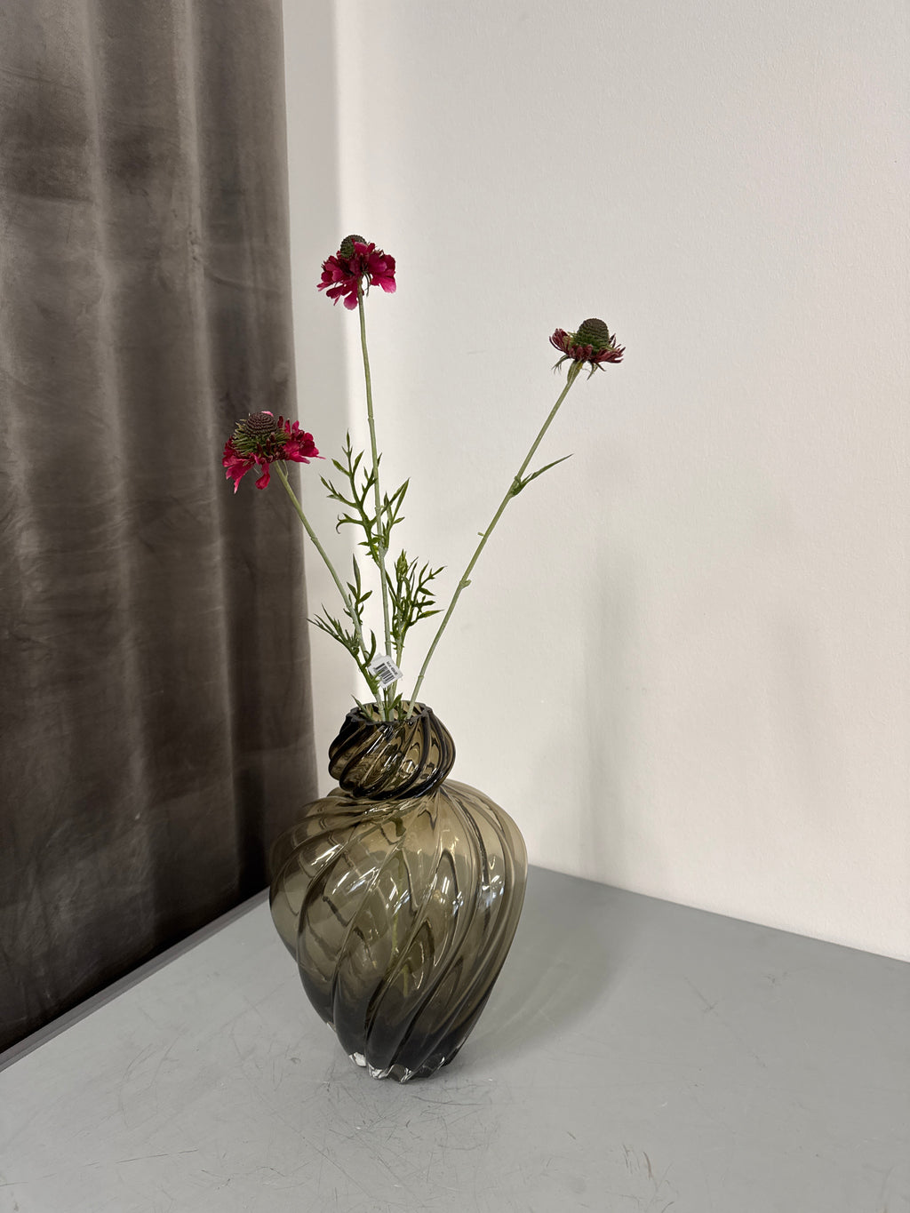 Scabiose fuhsia