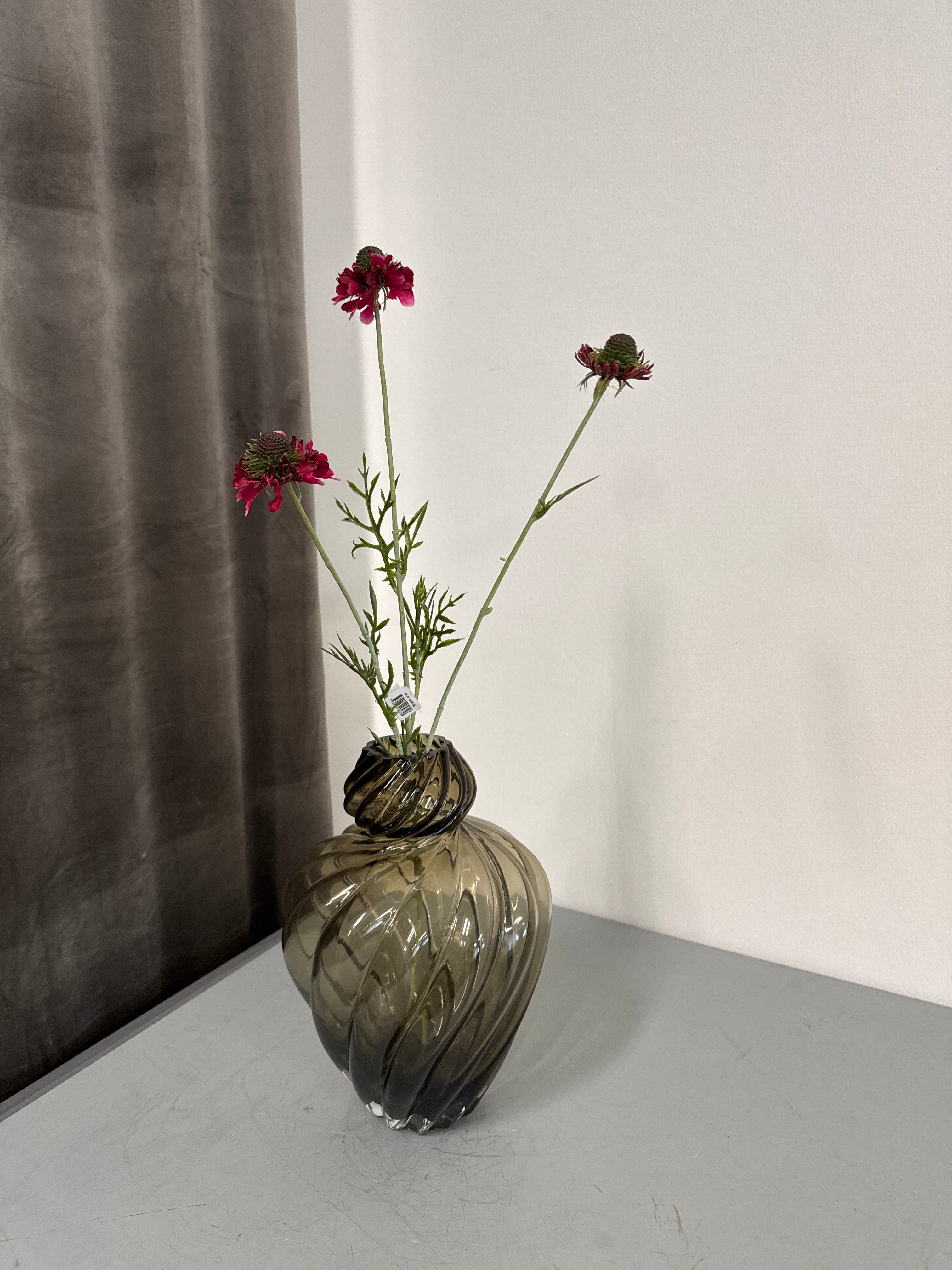 Scabiose fuhsia