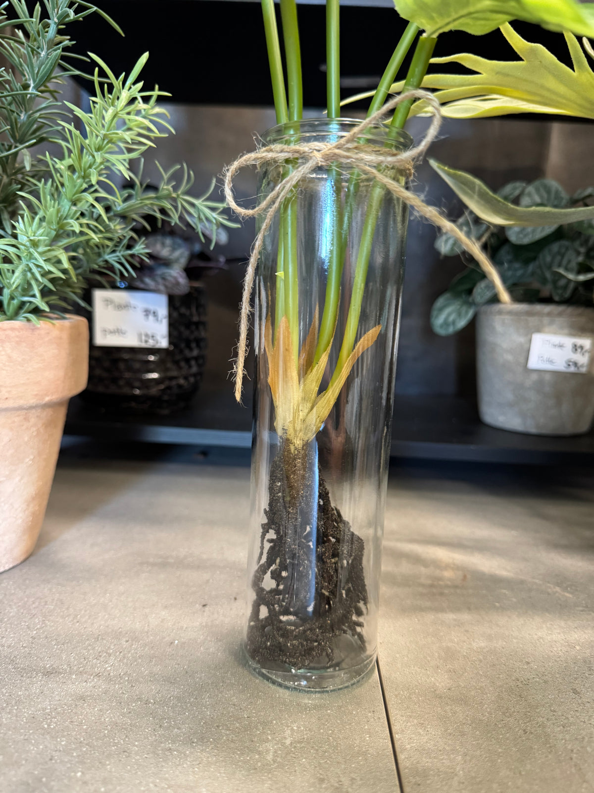 Calathea med rødder 50 cm