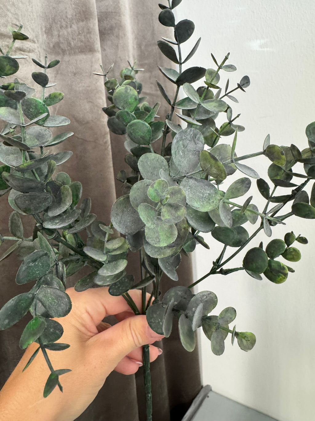Lille eucalyptus 30 cm