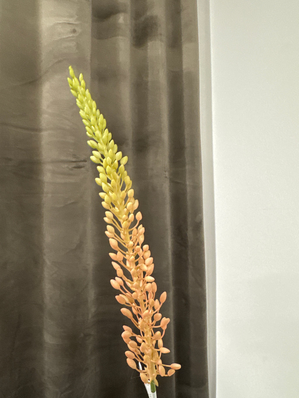 Eremurus lyserød/grøn