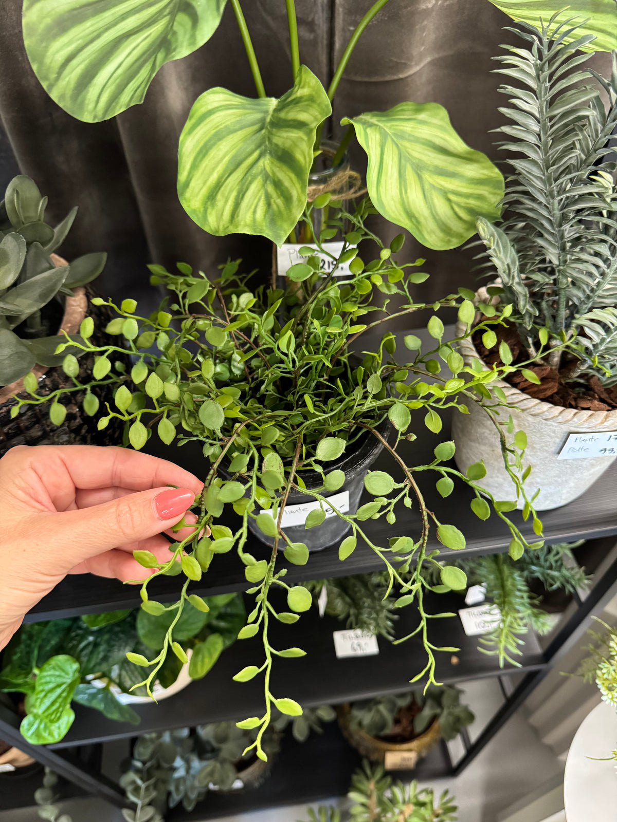 Muehlenbeckia i potte 25 cm