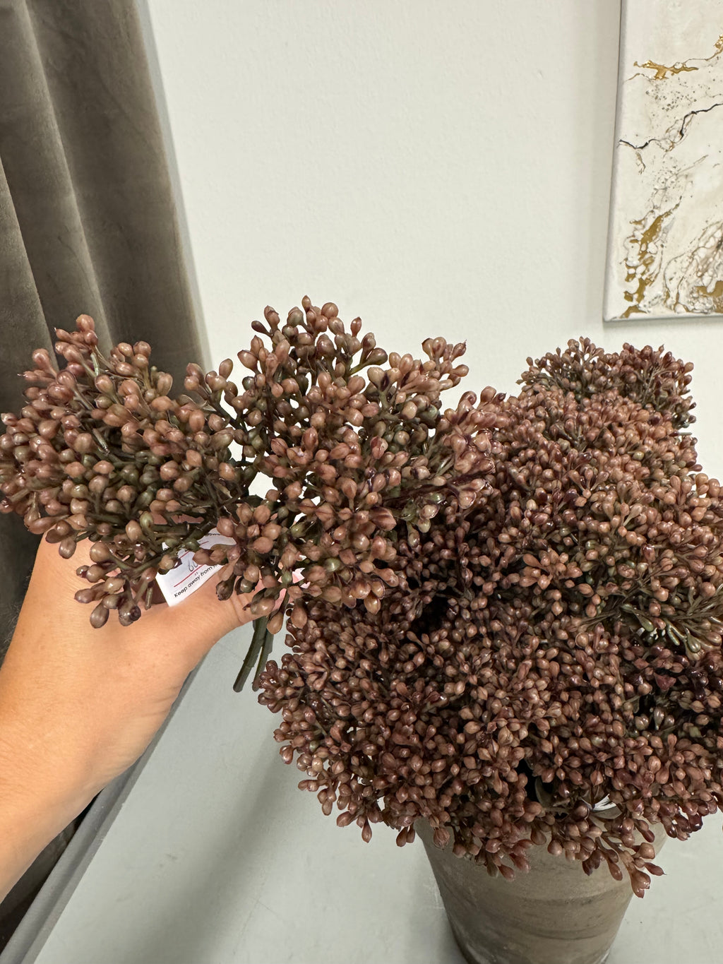 Sedum rosa