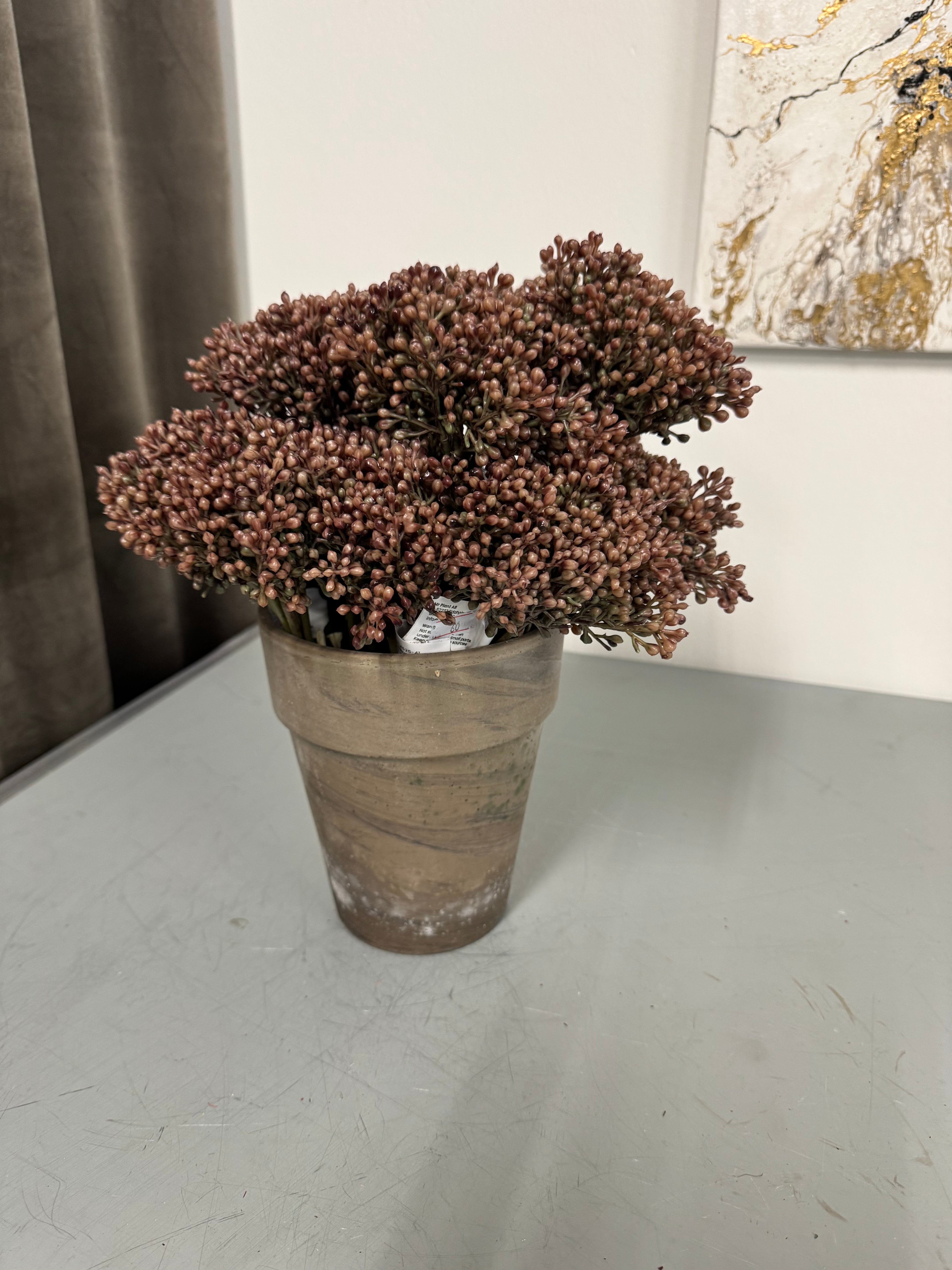 Sedum rosa