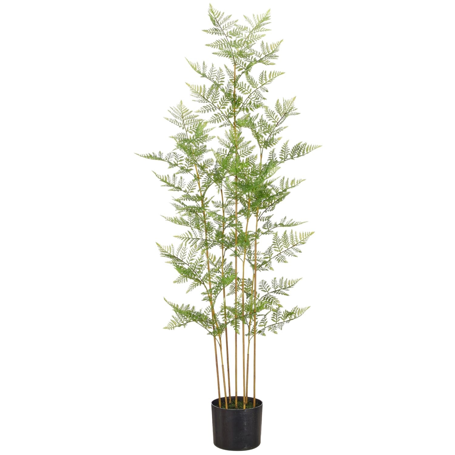 Bregne i potte h 120 cm