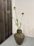 Scabiose hvid/grøn