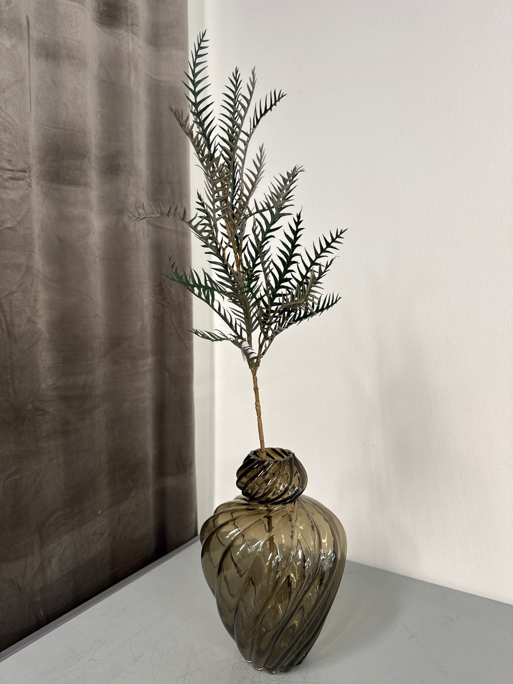 Grevillea stor