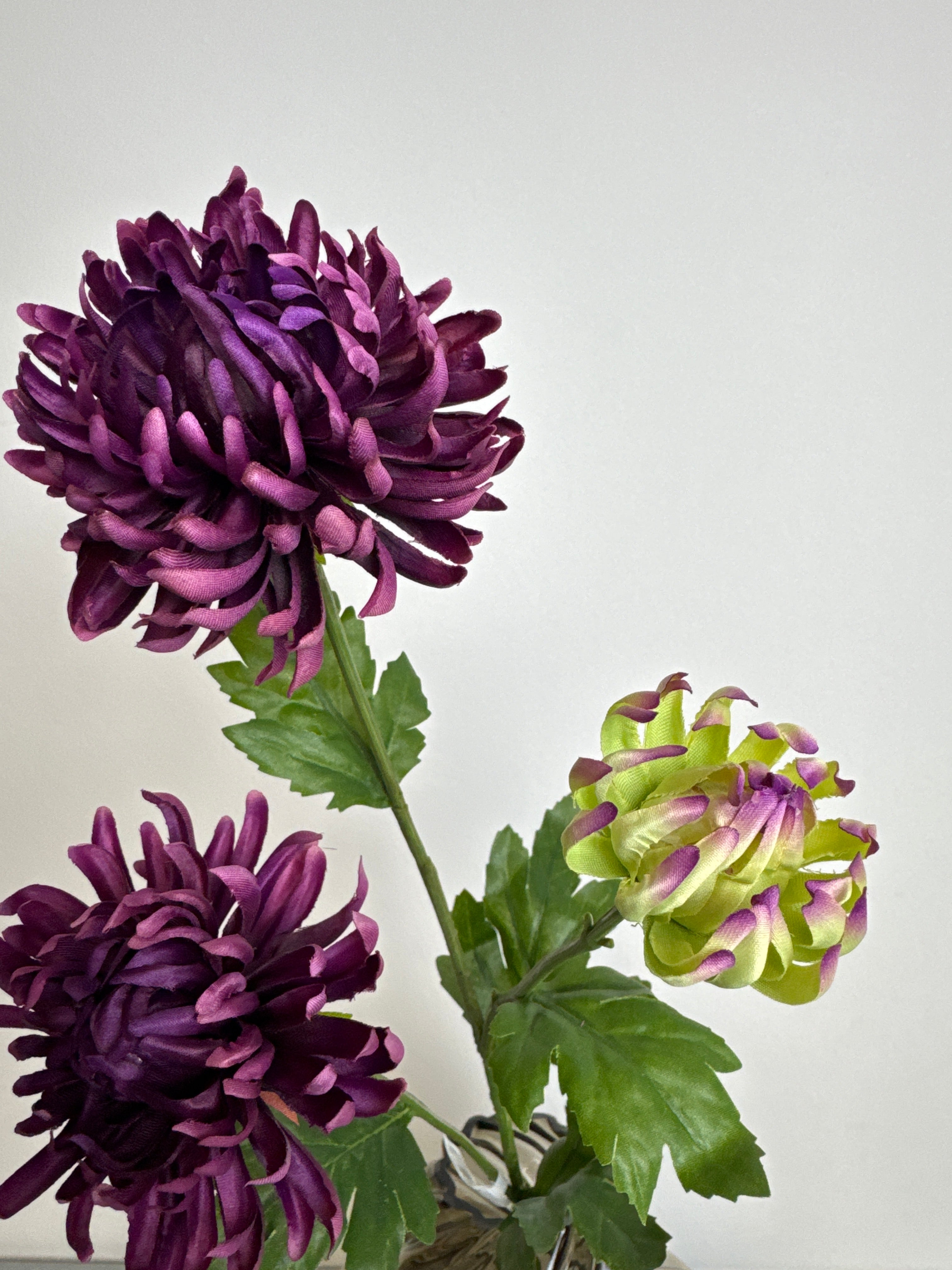 Chrysanthemum lilla/grøn
