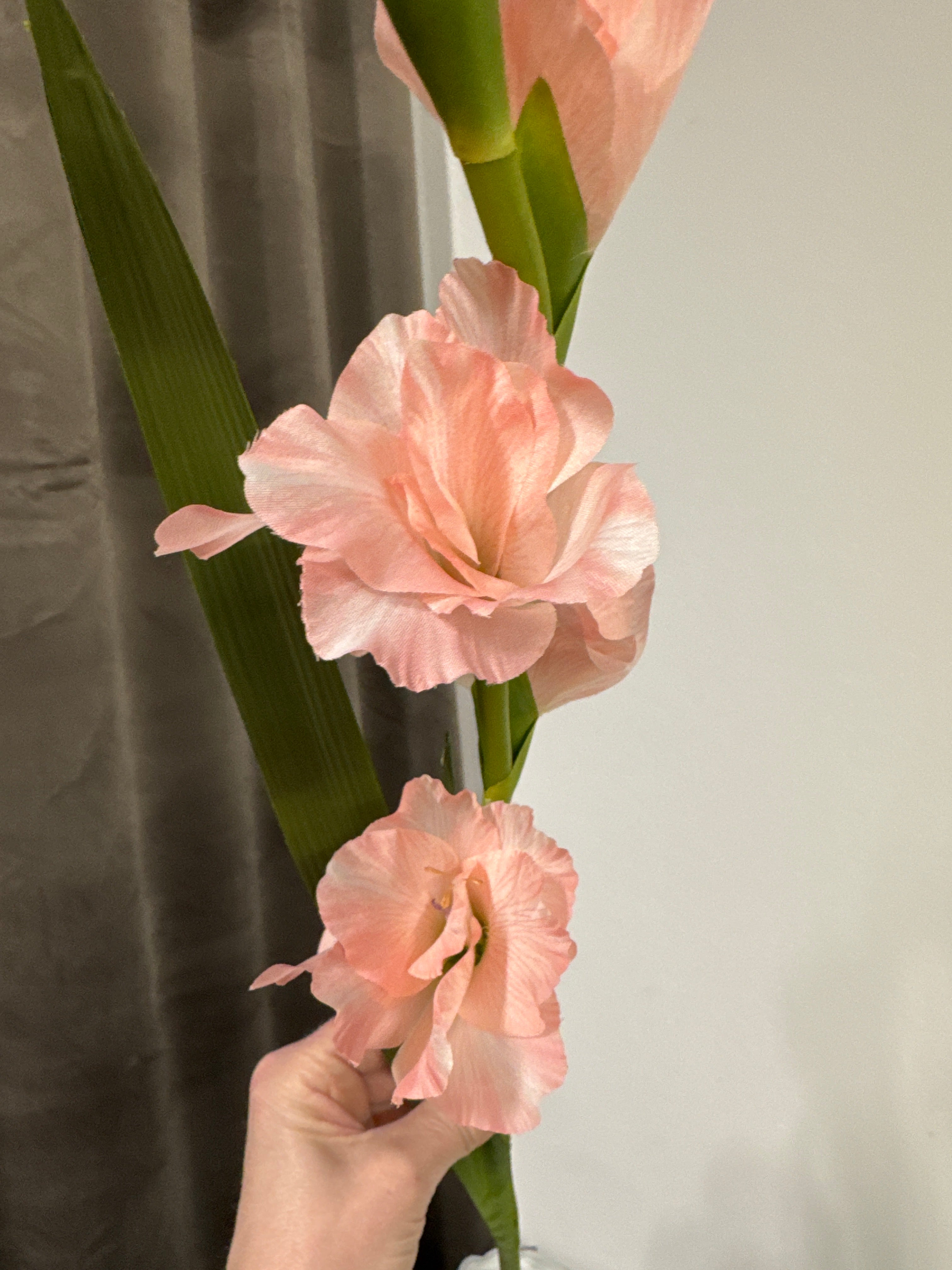 Gladiolus lyserød