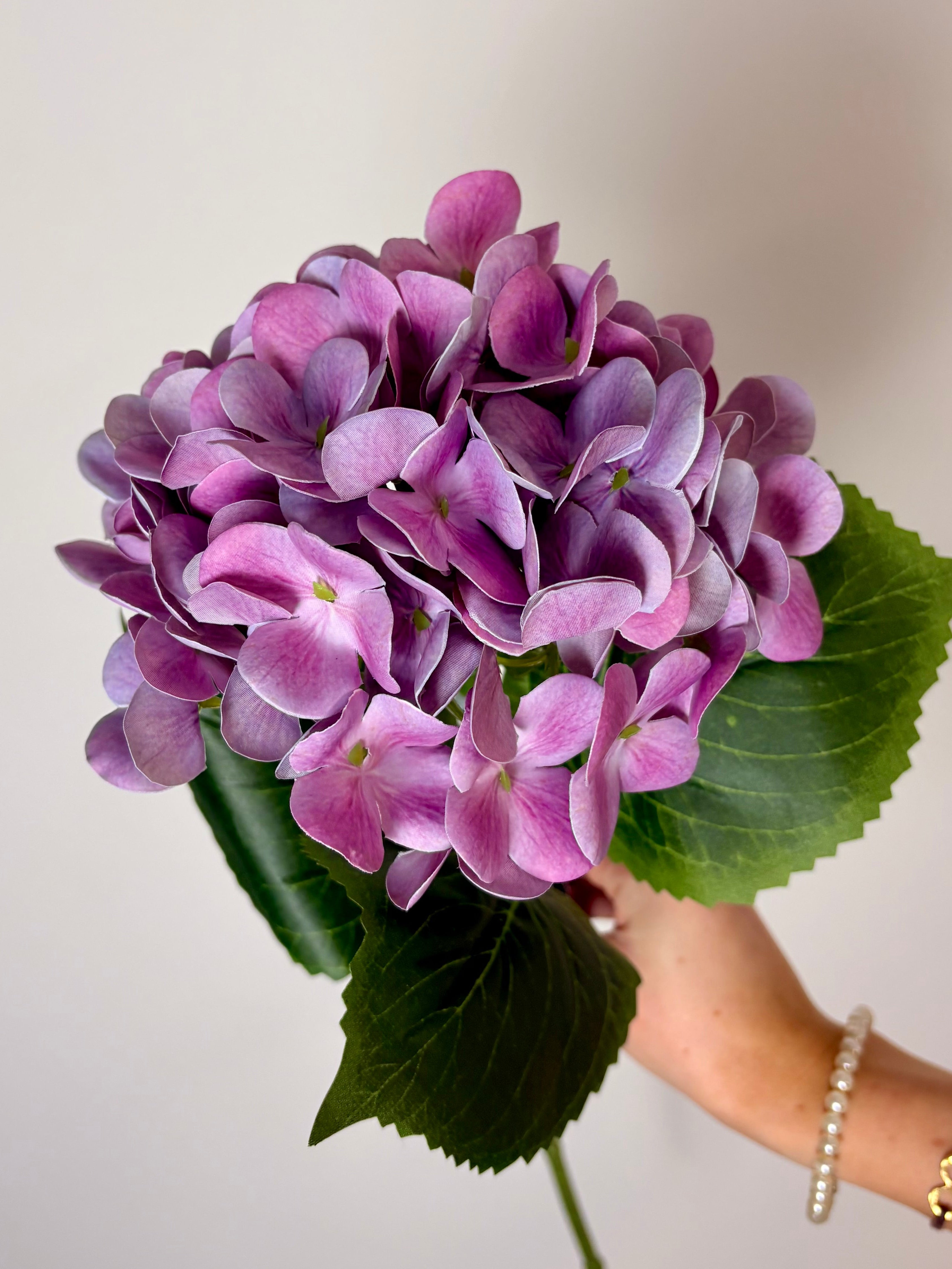 Hortensia lilla