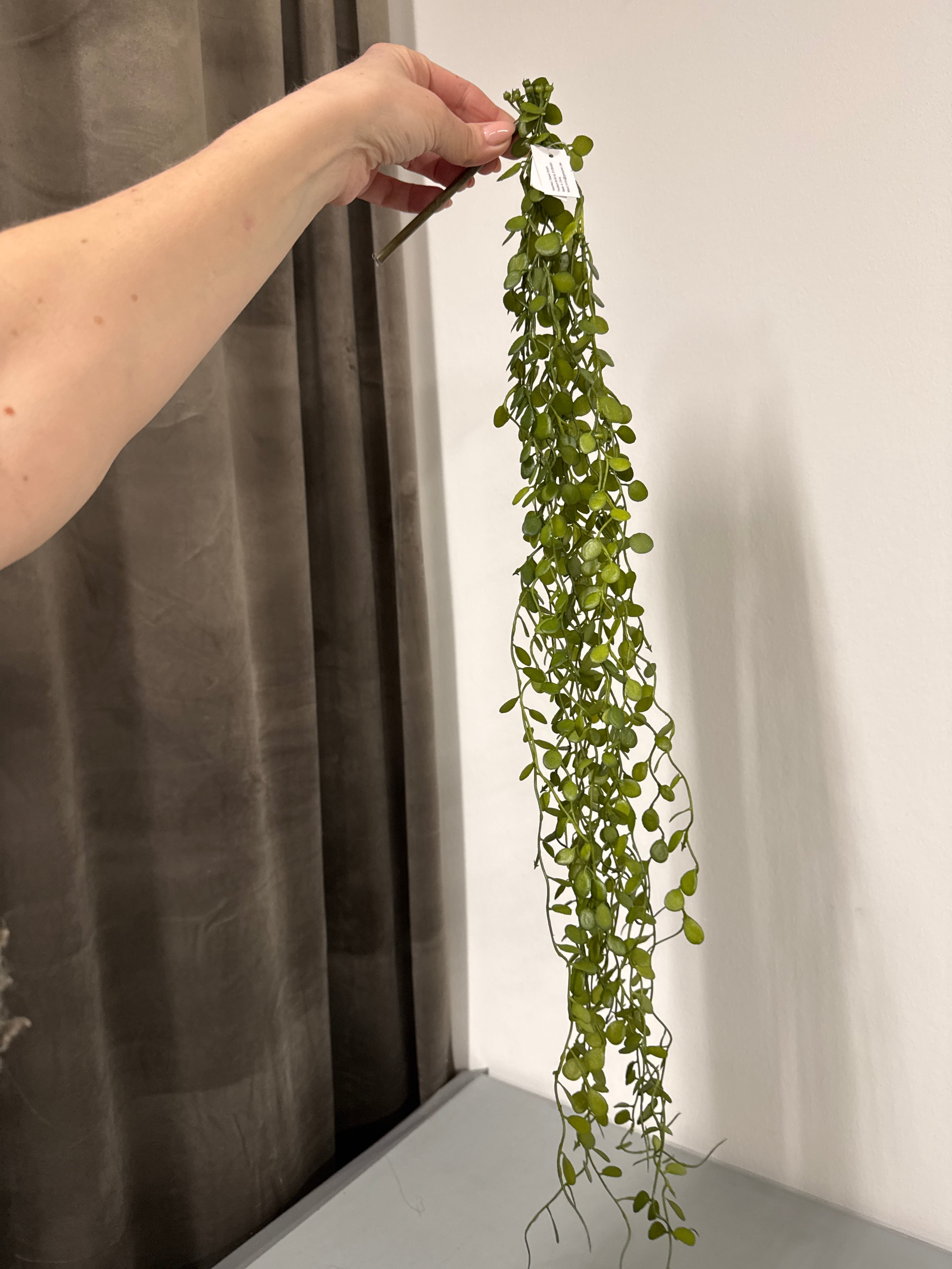 Hænge plante. Pletter