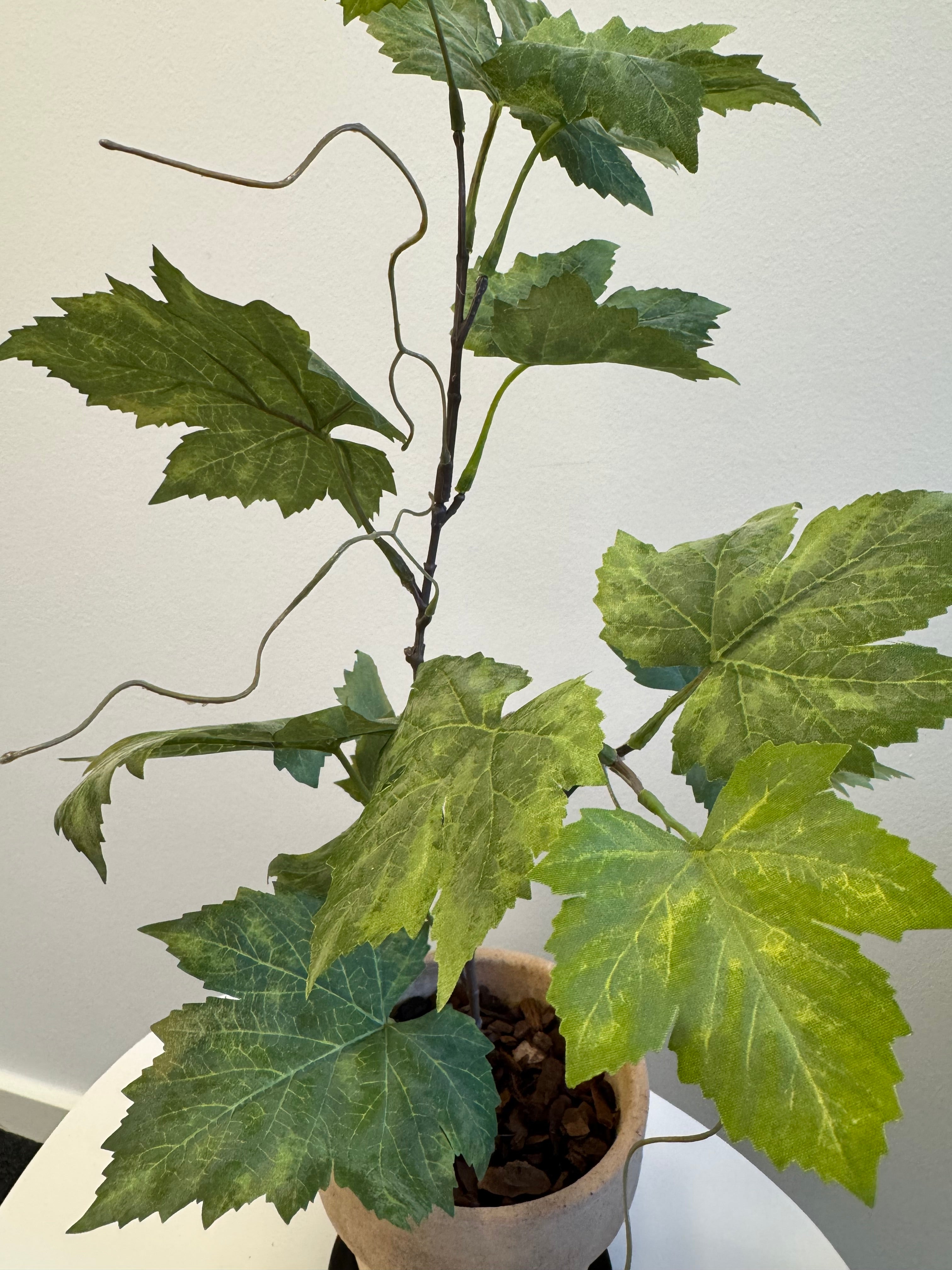 Vinblad plantet i potte