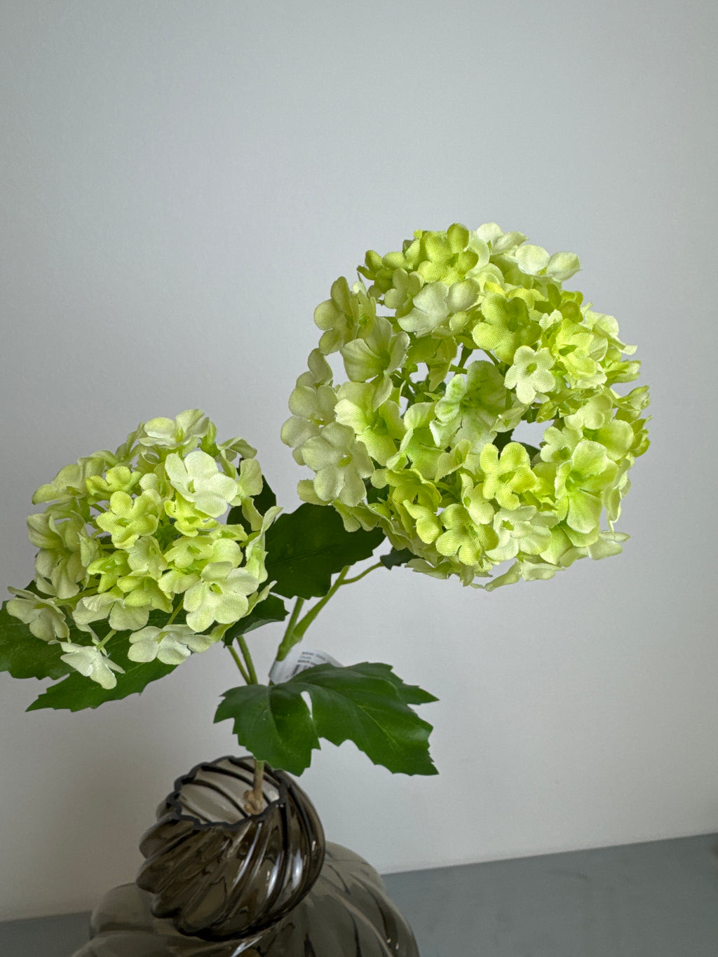 Lille grøn hortensia gren