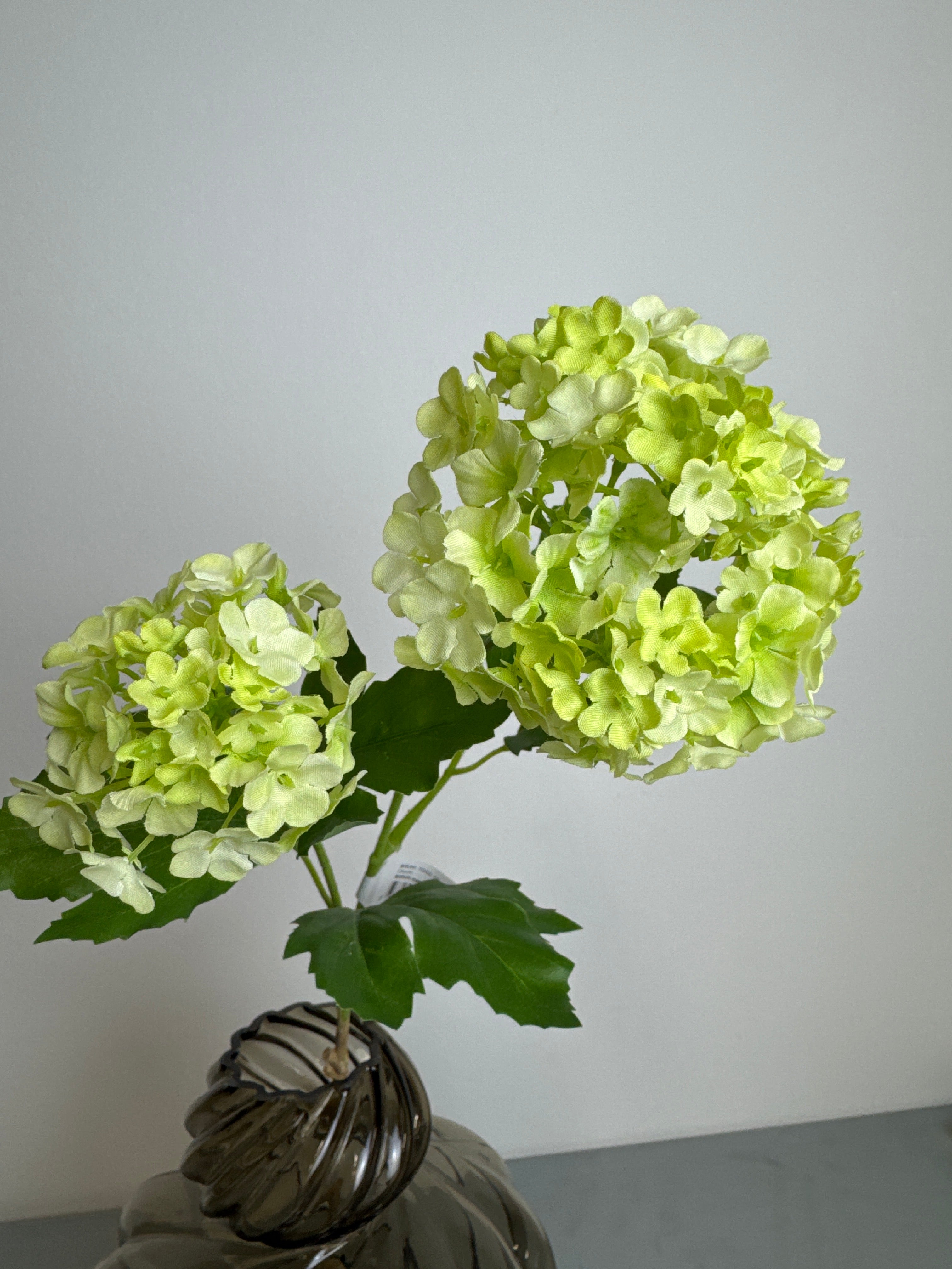 Lille grøn hortensia gren