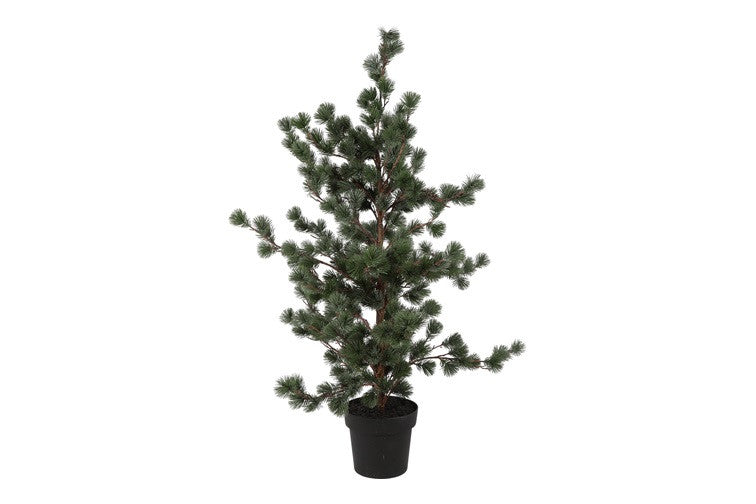 Ceder træ støvet grøn i potte h 119 cm