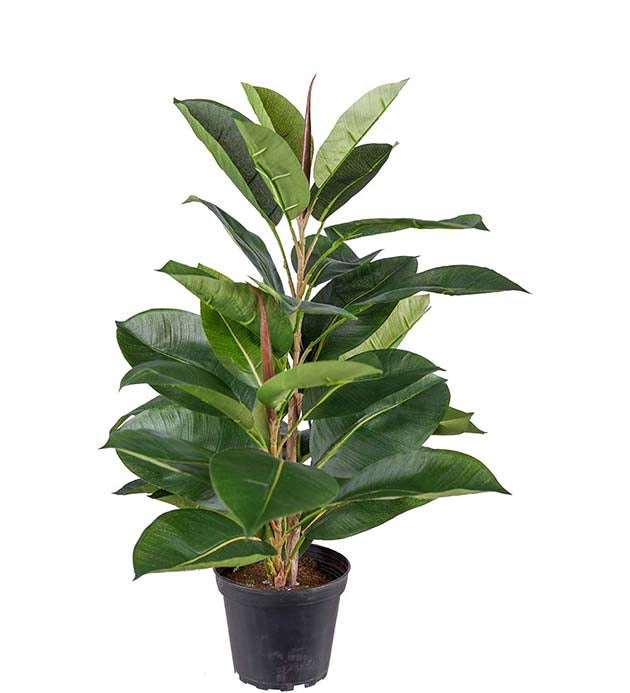 Fikus Robusta 50 cm