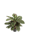 Maranta 60 cm høj