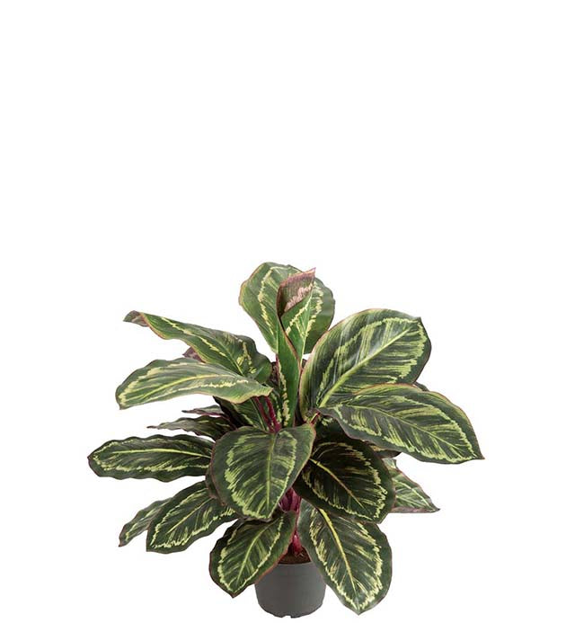 Maranta 60 cm høj