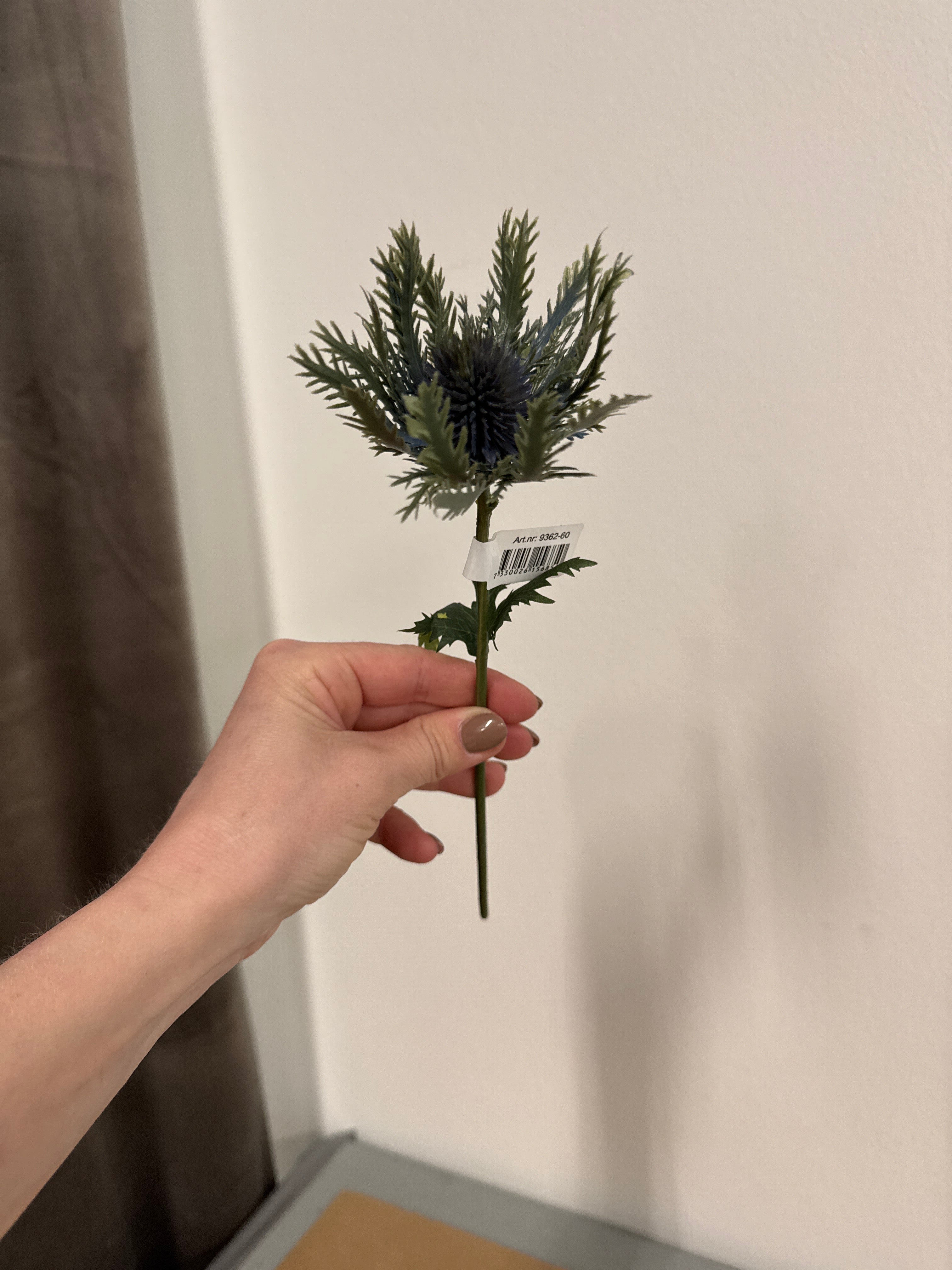 Blå tidsel lille