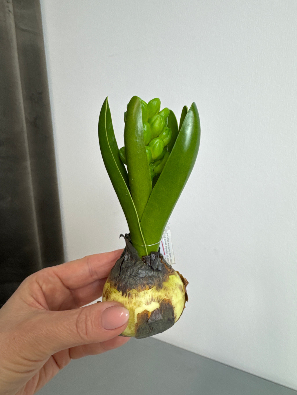 Hyacint på løg ikke udsprunget