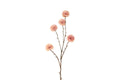 Chrysanthemum gren rosa h 99 cm
